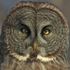 Strixowl